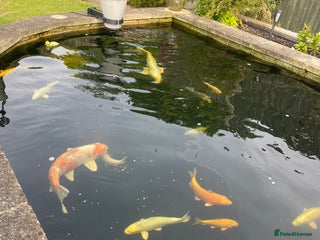 Koi Carp fish - Advert 42