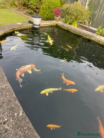 Koi Carp fish - Advert 13