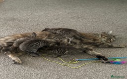 Mixed Breed cats for sale: 4 beautiful tabby kittens for sale  - Image 7