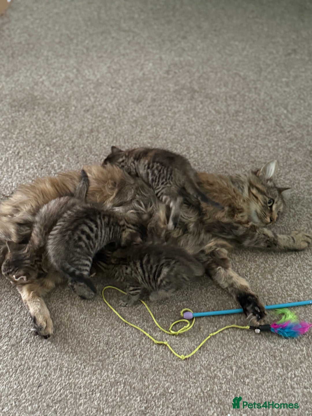 Mixed Breed cats for sale: 4 beautiful tabby kittens for sale  - Image 7