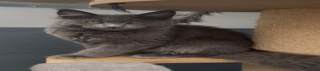 Maine Coon Kitten 4
