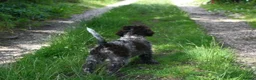 Lagotto Romagnolo dogs for sale: Kc lagotto romagnolo puppies - Advert 8