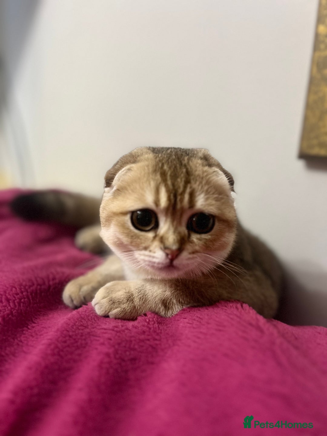 Scottish Fold cats for sale: Beautiful Gold chinchilla girl - Image 10