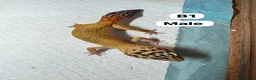 Lizard reptiles for sale: Available Rescues Looking for Their Forever Homes - Advert 17