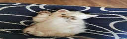 Ragdoll cats for sale: 6 beautiful floofballs 1 flame 5 bluepoint   - Advert 10