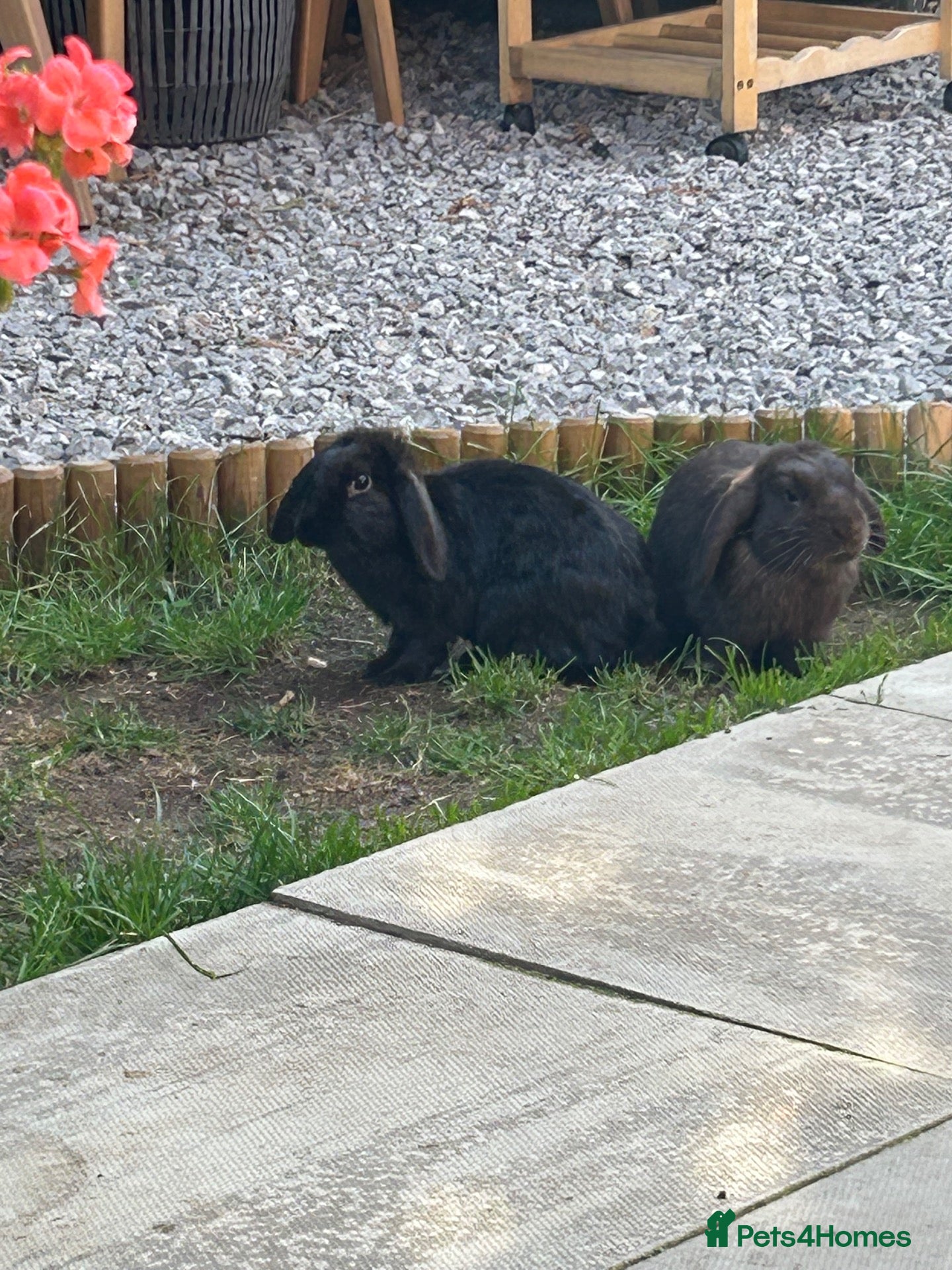 Mini Lop rabbits X2 Adult rabbits  - Advert 15