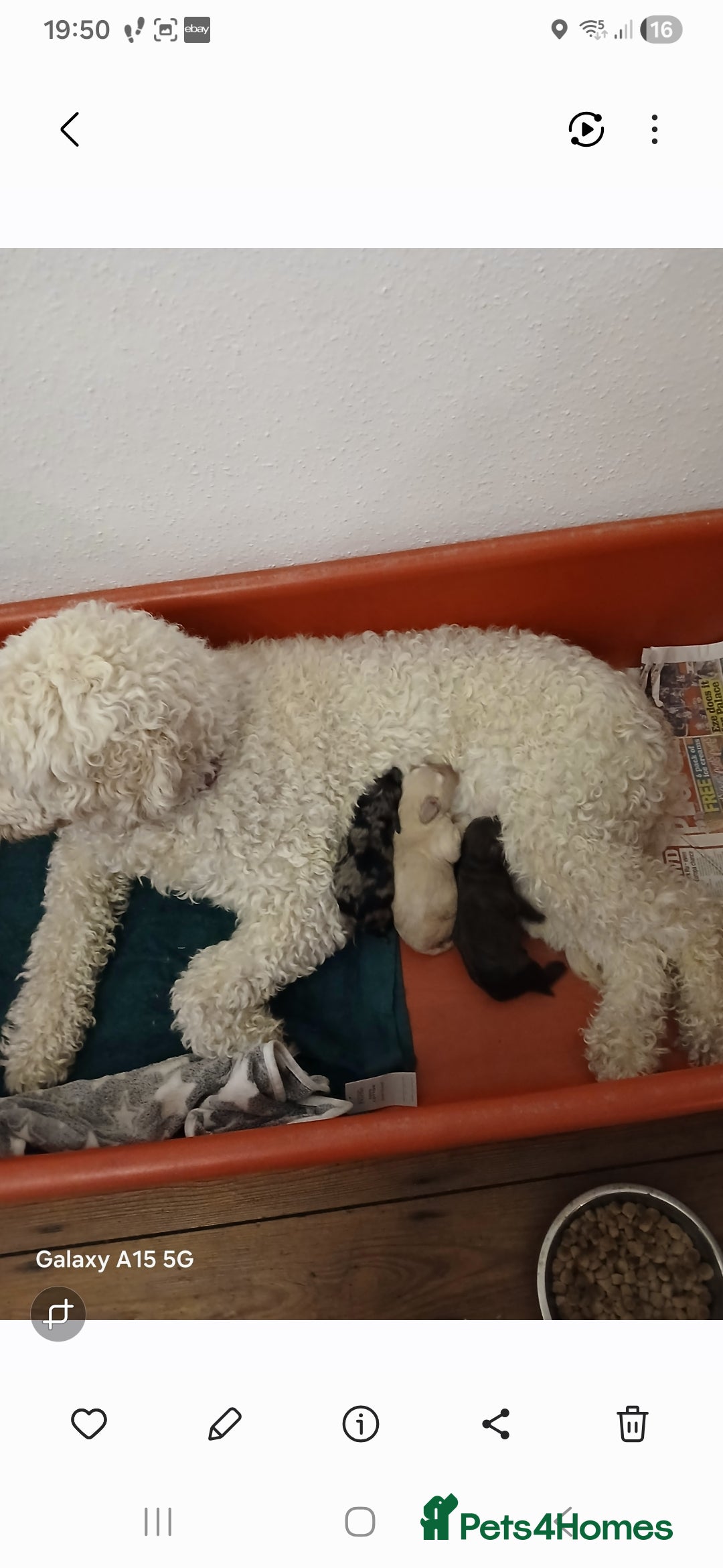 Mixed Breed dogs 3 beautiful cocker doodles - Advert 3