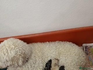 Mixed Breed dogs 3 beautiful cocker doodles - Advert 3