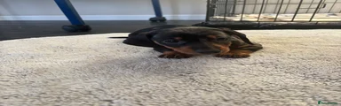 Dachshund Puppy 3