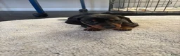 Dachshund dogs for sale: Dachshund puppy’s  in Ipswich - Advert 8