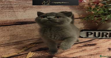 British Shorthair cats - Advert 6
