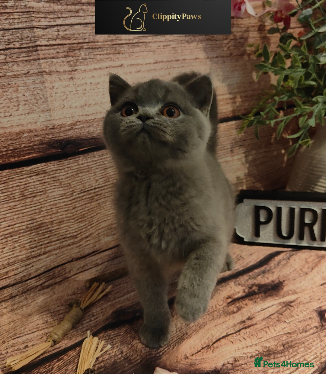 British Shorthair cats for sale: GCCF Registered Female British Shorthair Kitten - Image 2