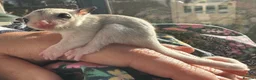 Sugar Glider rodents for sale: Sugar Gliders available to suitable homes - Advert 22