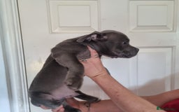 American Bully dogs for sale: David  - Image 25