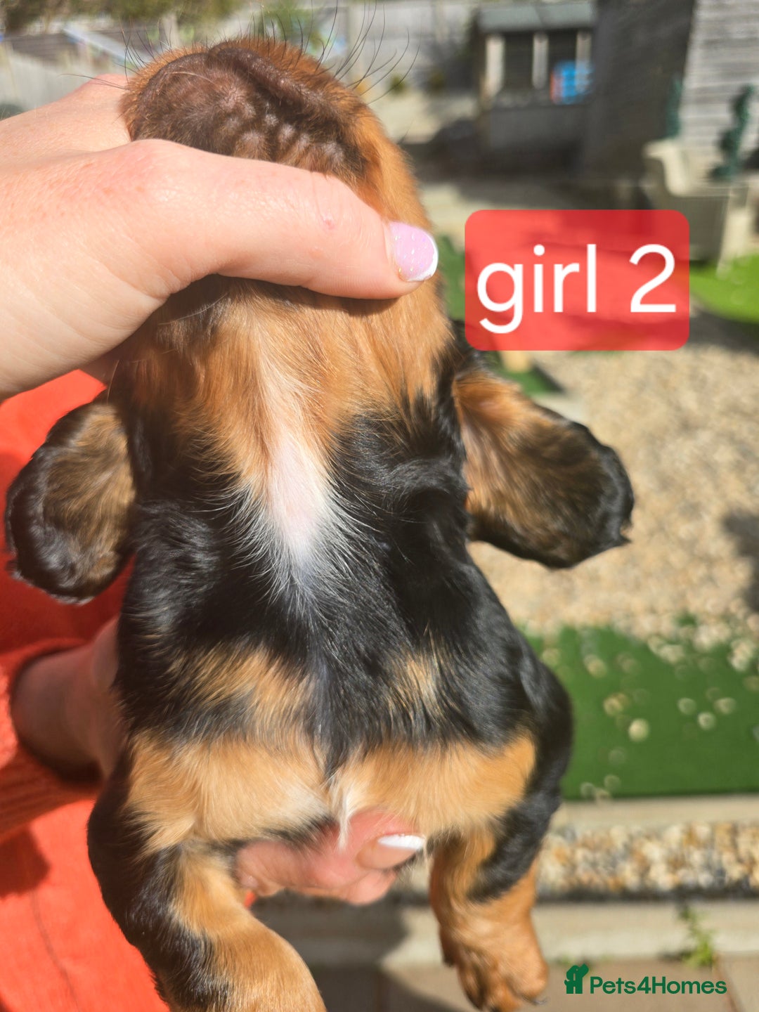 Cocker Spaniel dogs for sale: Cocker spaniel puppies  - Image 7