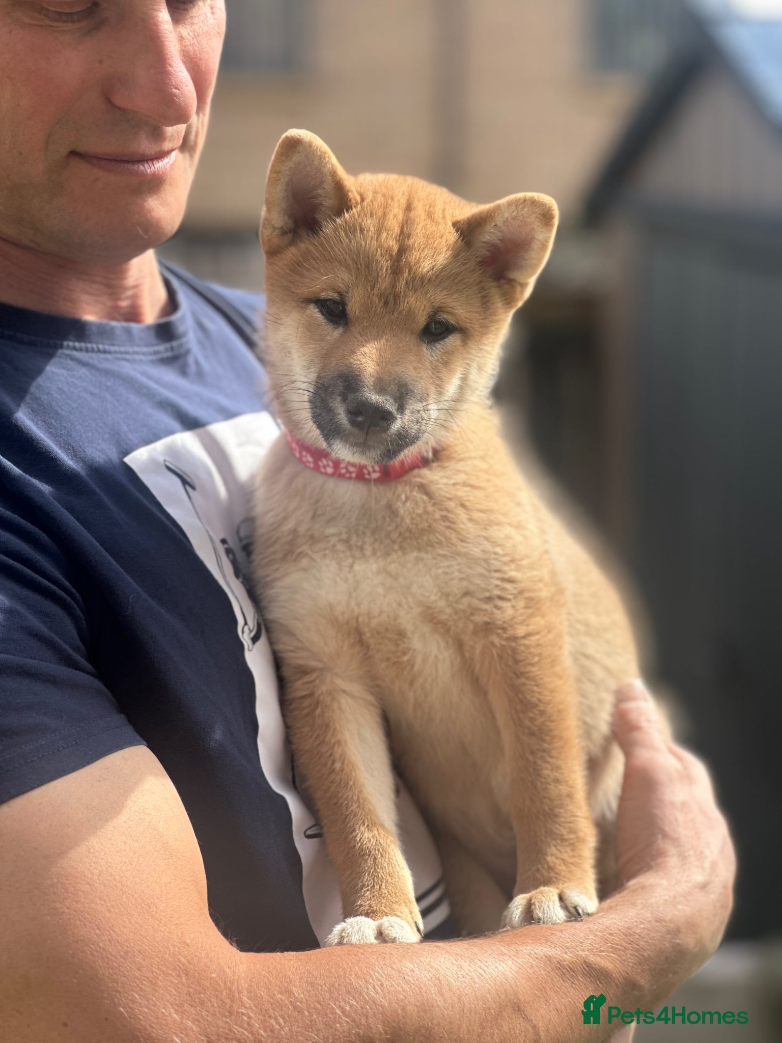 Japanese Shiba Inu dogs KC-Certified Shiba Inu puppies. 100% Pure blooded. - Advert 2