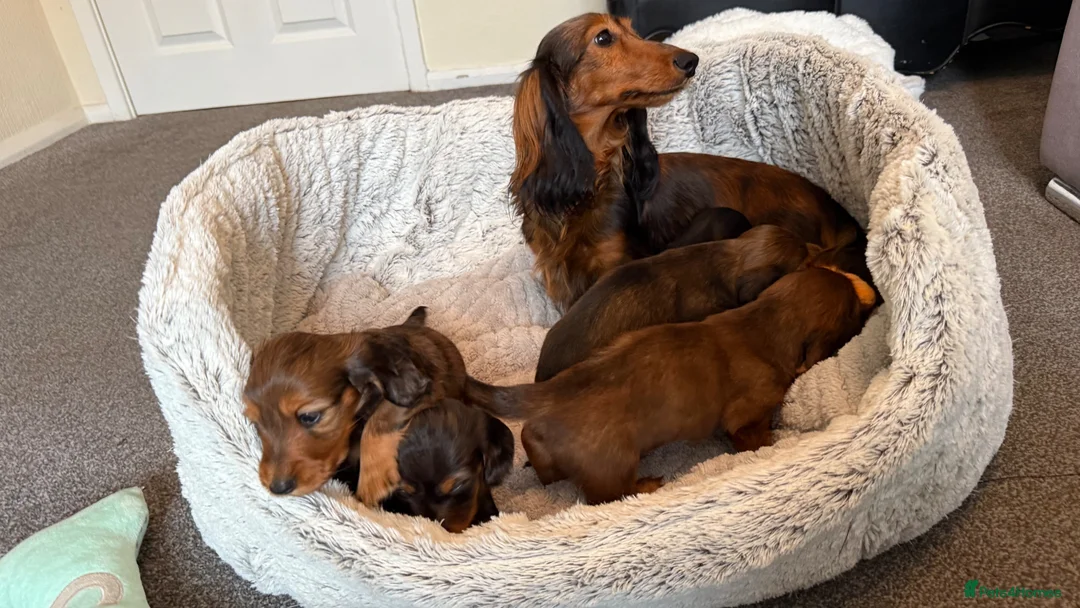 Miniature Dachshund dogs for sale: Mini Long hair dachshunds Kc registered  in Kingswinford - Advert 6