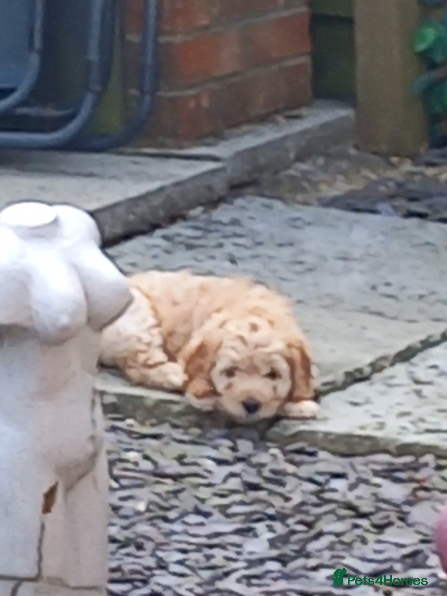 Cockapoo dogs Show class litter of 7 cockerpoo puppies - Advert 2