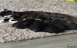 Mixed Breed cats for sale: 4 beautiful kittens - Image 13