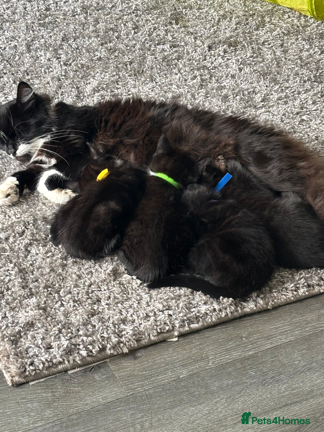Mixed Breed cats for sale: 4 beautiful kittens - Image 13