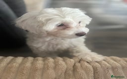 Cockapoo dogs for sale: Stunning f1b cockapoos  - Image 14