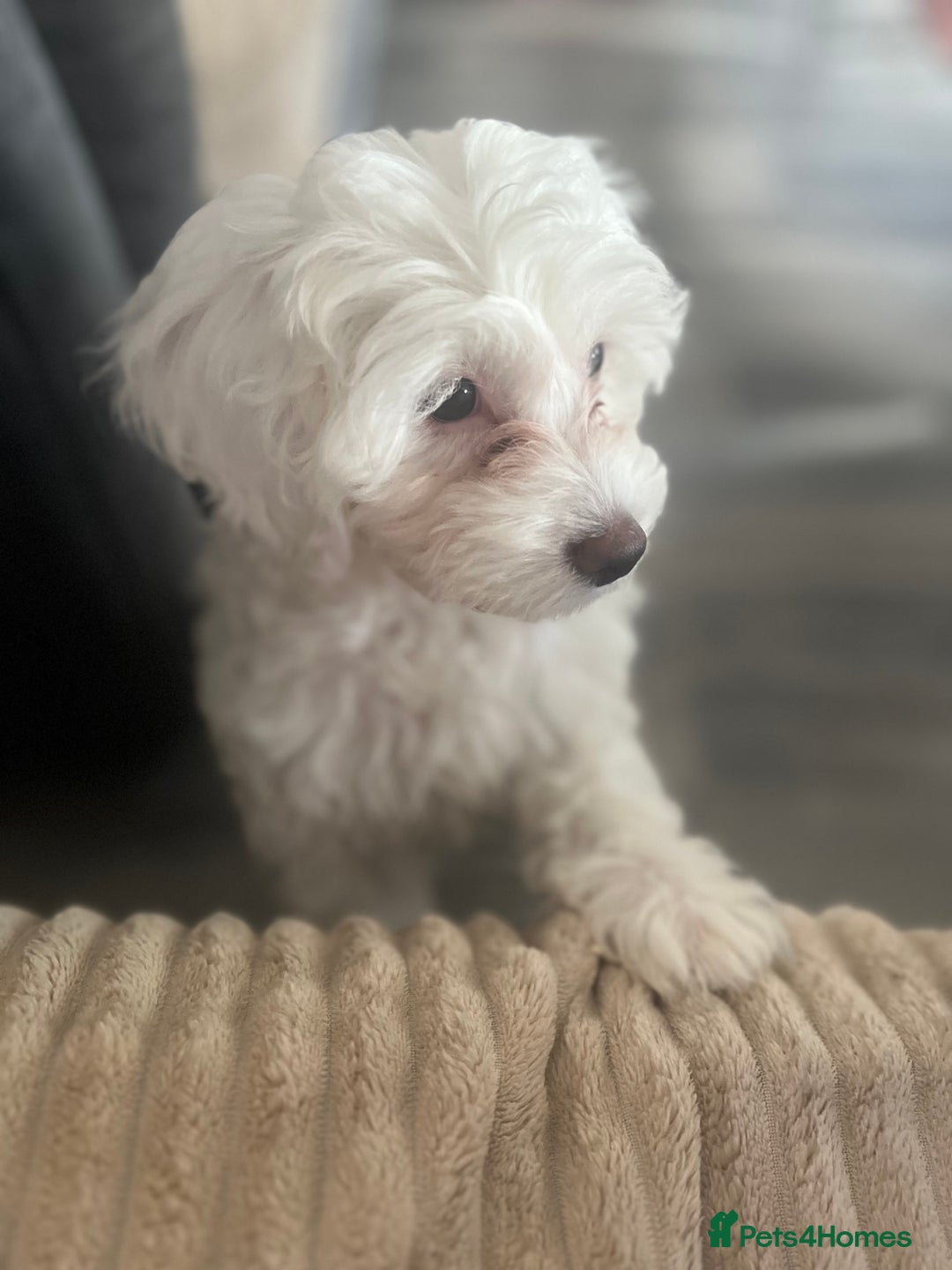 Cockapoo dogs for sale: Stunning f1b cockapoos  - Image 14
