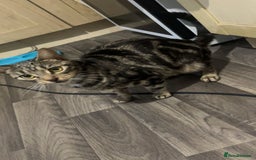 Domestic Shorthair cats for sale: 2 male kittens for sale.  - Advert 4