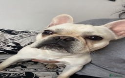 French Bulldog dogs for sale: French bulldog - Image 1