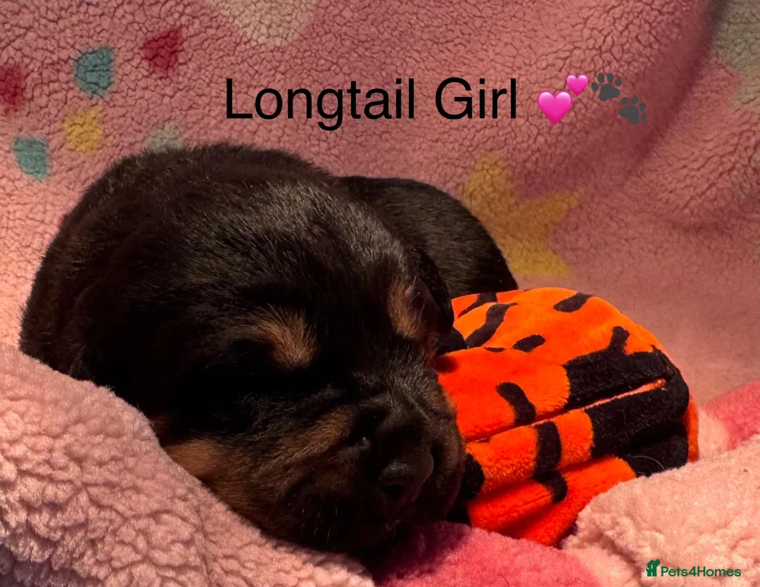 Mixed Breed dogs for sale: Boxweilers (Rottweiler x Boxer) - Advert 2