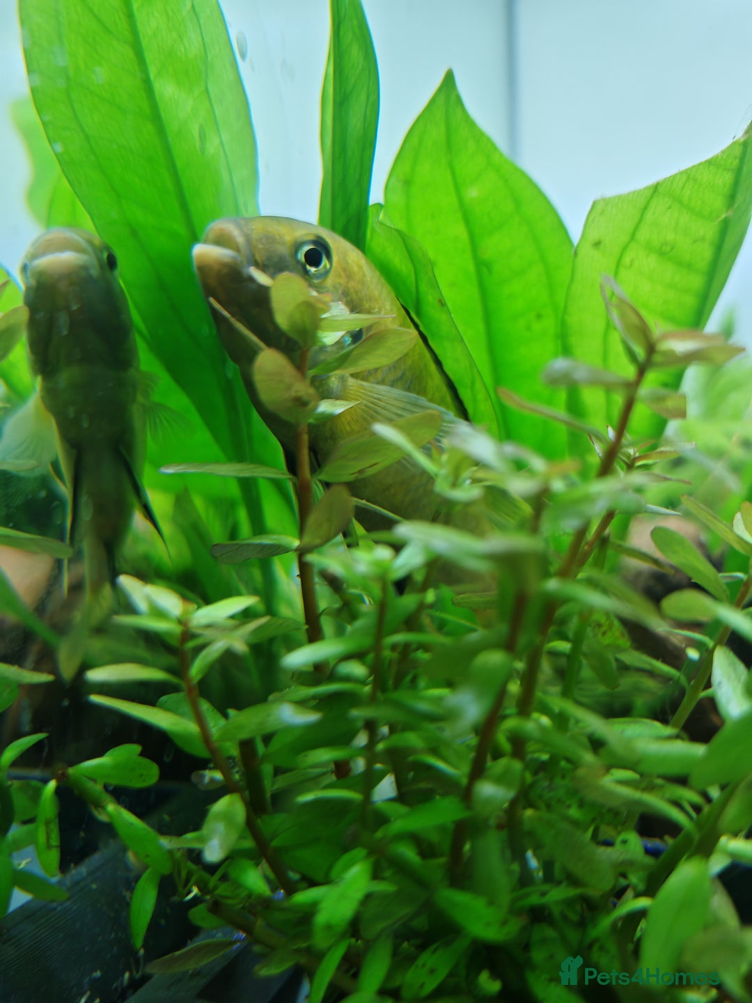 Cichlids fish for sale: Yellow Lab African Malawi Cichlid [Free] - Image 3