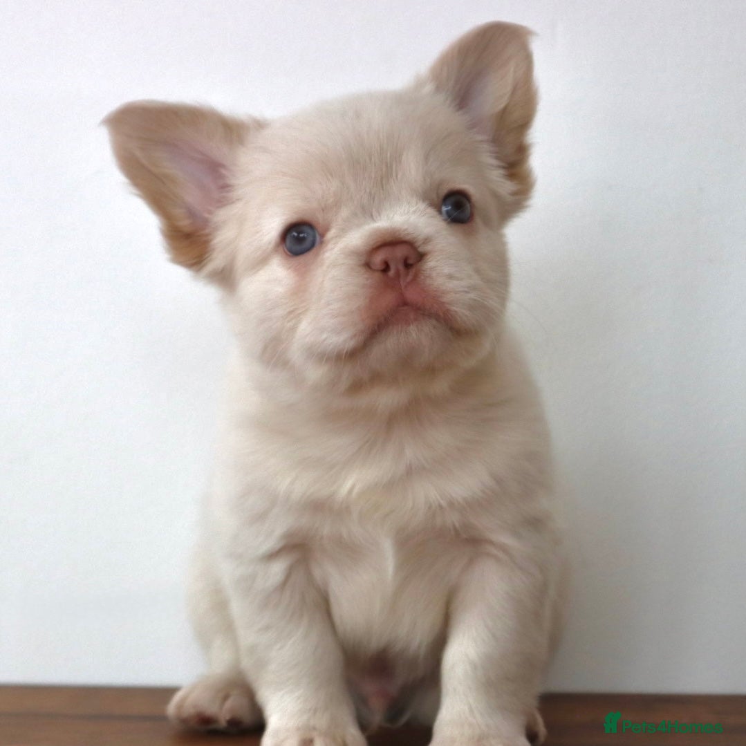 French Bulldog dogs Fluffy Frenchies - Advert 9