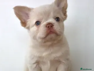 French Bulldog dogs Fluffy Frenchies - Advert 9