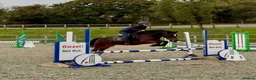 Mixed Breed livestock for sale: Stunning 13.2 all rounder Irish gelding  in Swansea - Advert 3