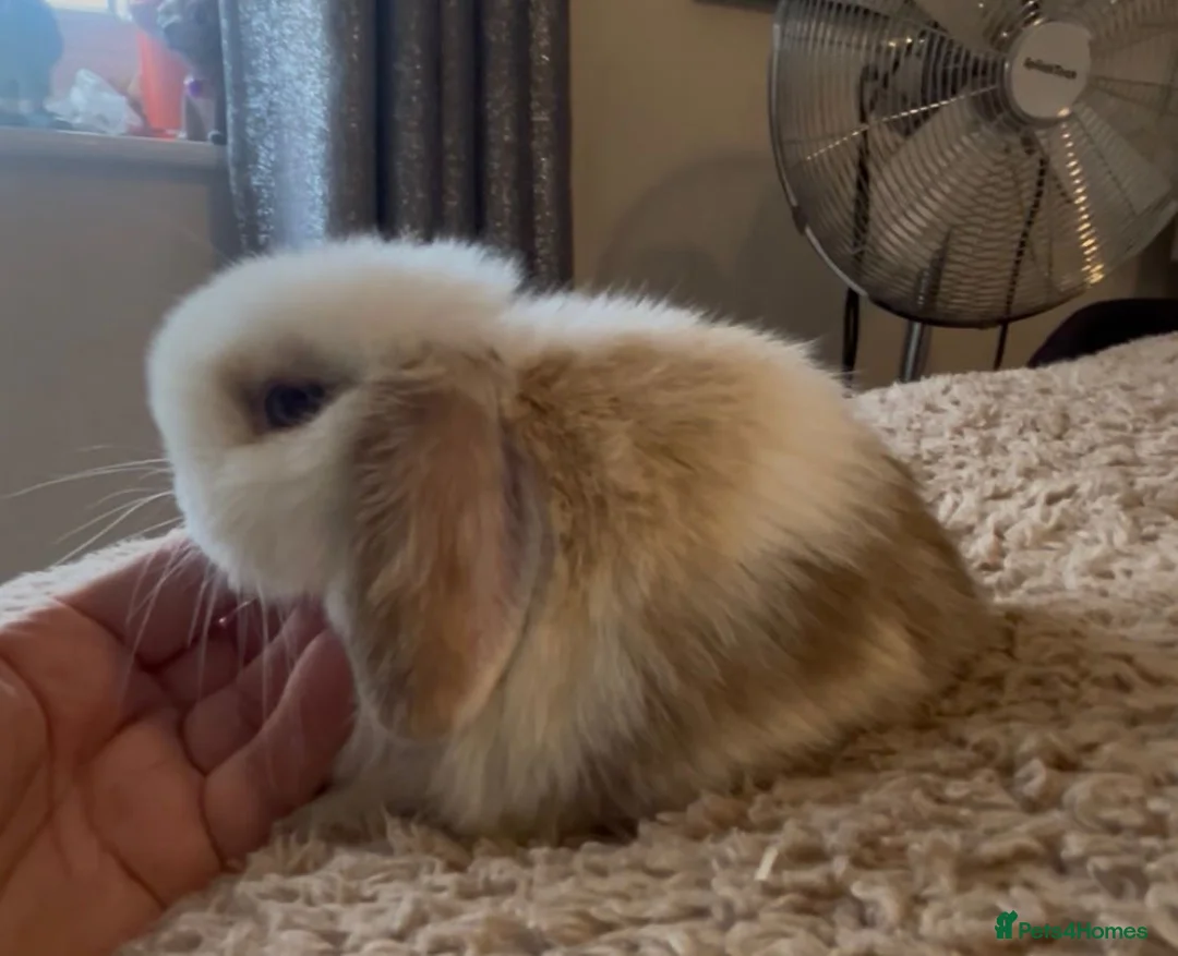 Mini Lop rabbits for sale: PEDIGREE MINI LOP BABIES READY TO RESERVE  - Advert 14