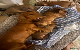 Dachshund dogs for sale: 2 American Red Long Haired Dachshund Puppies - Image 3