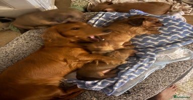 Dachshund dogs - Advert 7