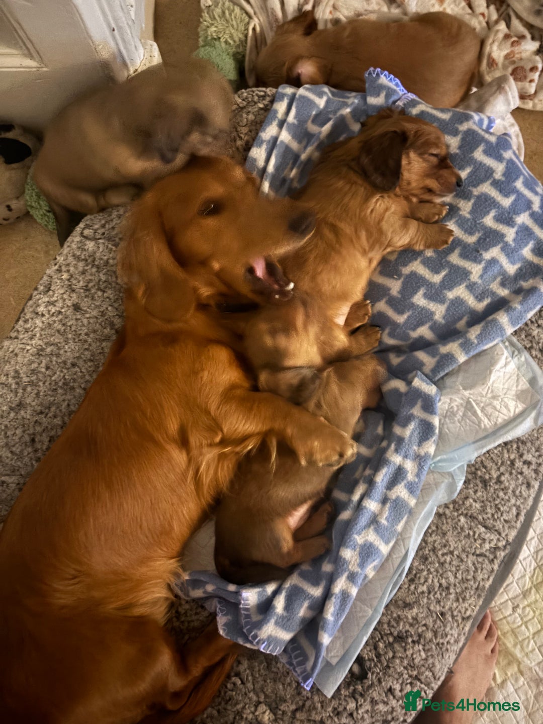 Dachshund dogs for sale: 2 American Red Long Haired Dachshund Puppies - Image 3