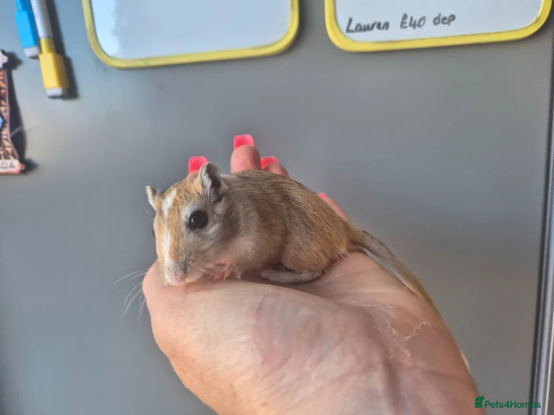 Gerbil rodents for sale: Last lone female - Advert 2