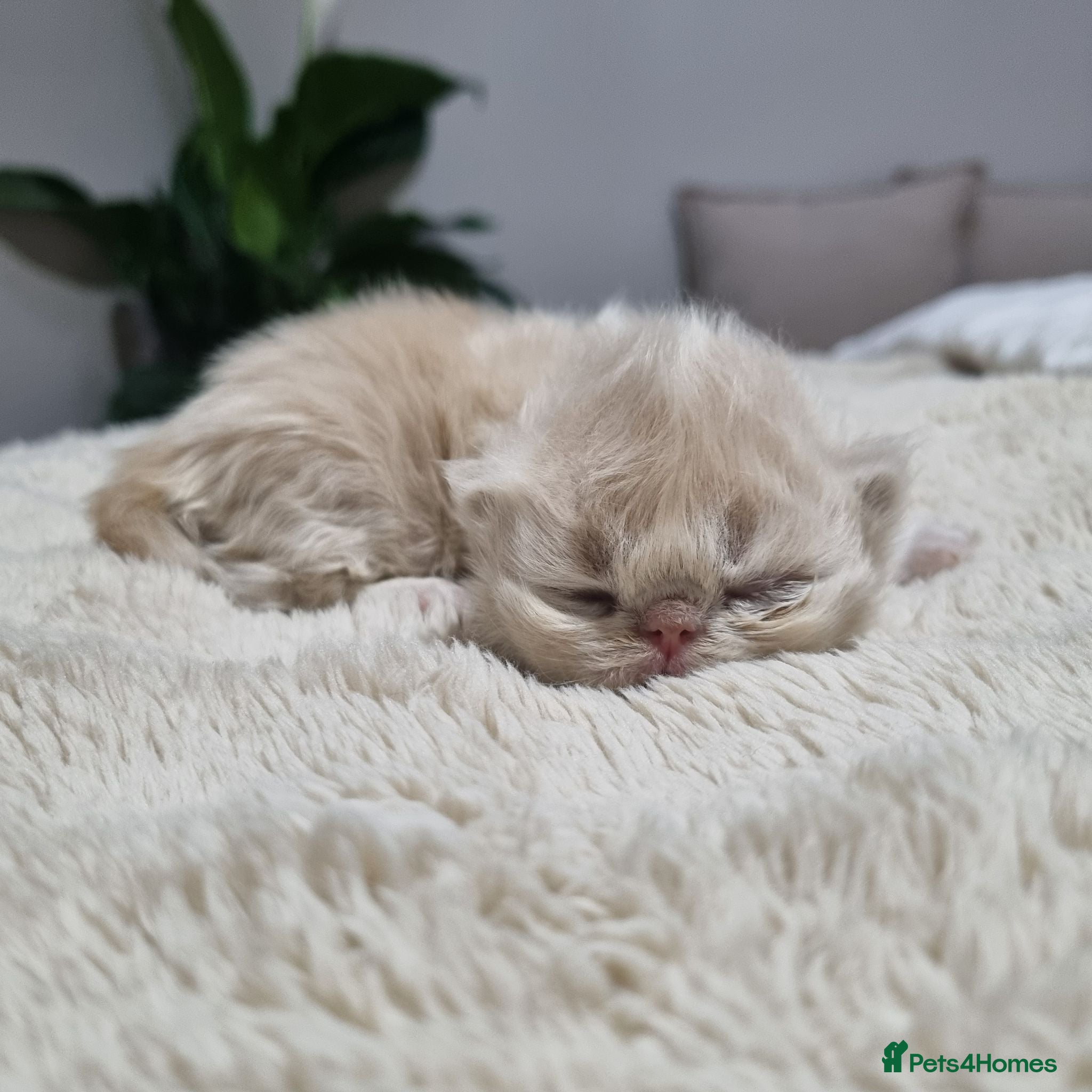 Persian cats Beautiful cream persian babies  - Advert 4