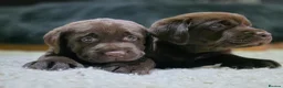 Labrador Retriever dogs for sale: High Quality Chunky Chocolate Labrador Puppies - Advert 9