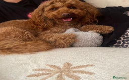 Poochon dogs for sale: X3 beautiful poochon males  - Image 3