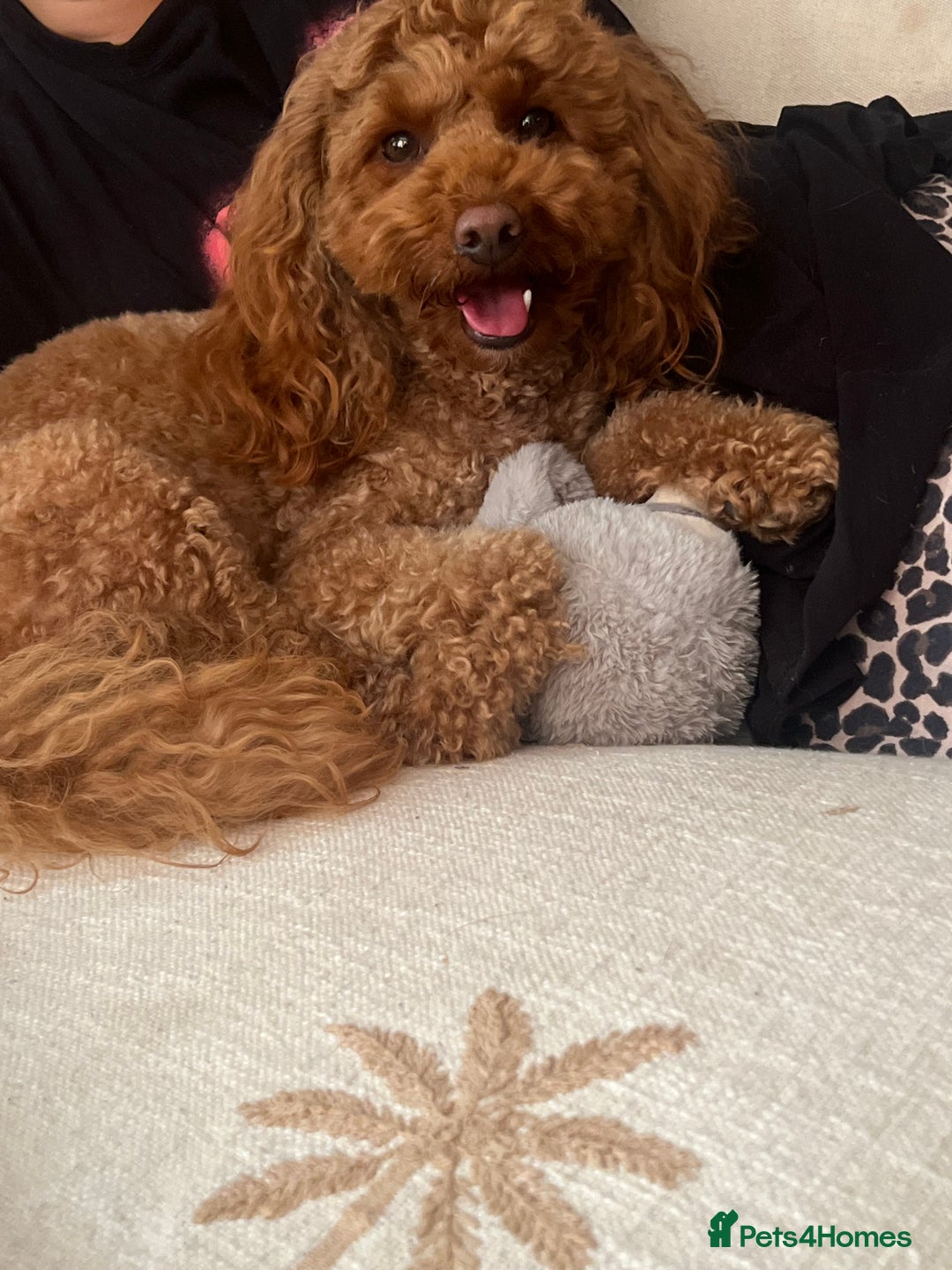 Poochon dogs for sale: X3 beautiful poochon males  - Image 3
