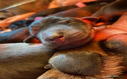 Dobermann dogs for sale: WAITLIST WINTER 2025 CEZARBLUE 5 STAR LICENSED ⭐️  - Image 13