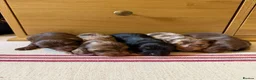 Miniature Dachshund dogs for sale: KC miniature long haired dachshund puppies  - Advert 9