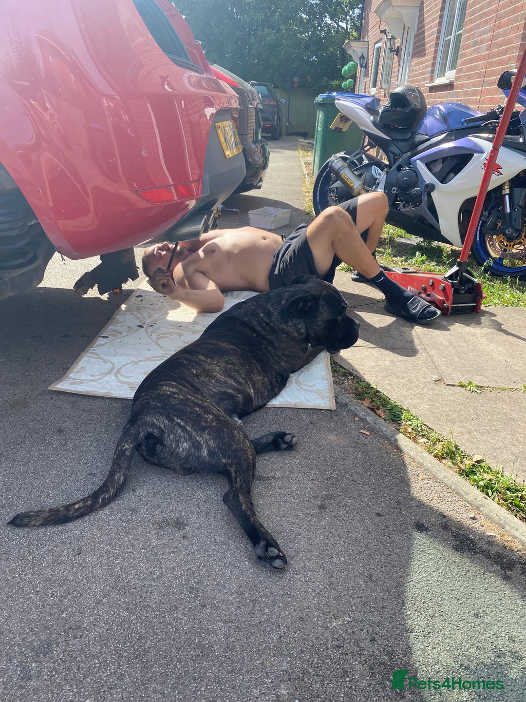 Cane Corso dogs for sale: Bruno  - Advert 19