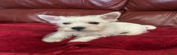 West Highland Terrier dogs for sale: 1 Boy Left   - Advert 6