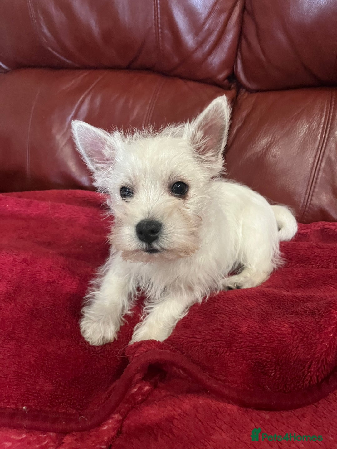 West Highland Terrier dogs for sale: 1 Boy Left   - Advert 6