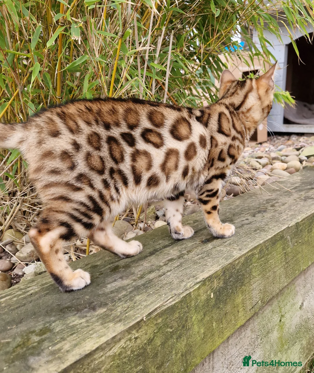 Bengal cats for sale: Stunning Rosetted Girl  - Advert 3