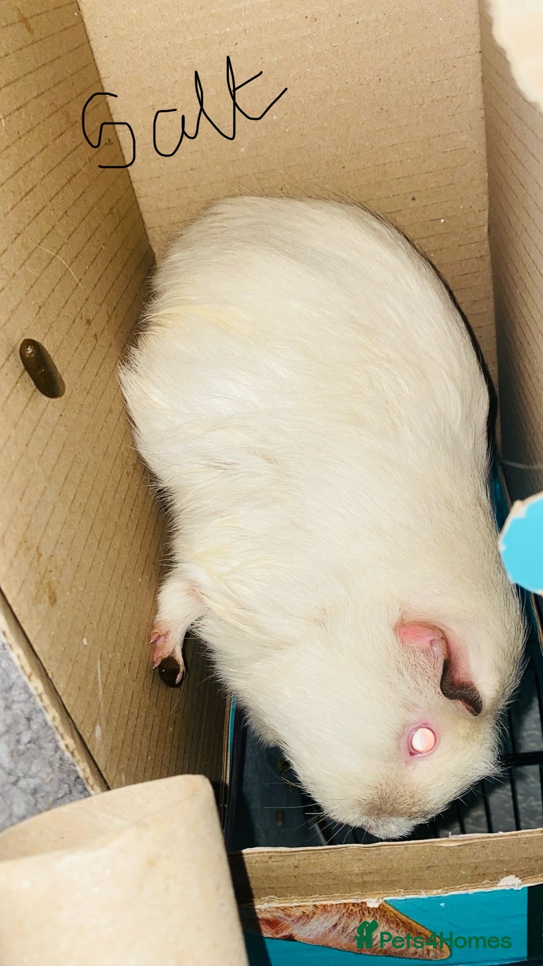 Guinea Pig rodents for sale: Rehoming mixed herd - Advert 4