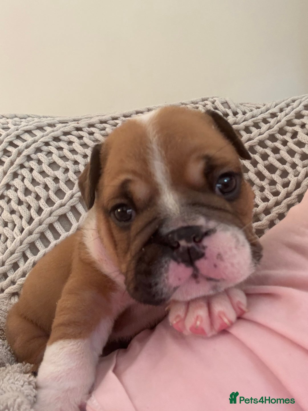 English Bulldog dogs for sale: Red and White English Bulldogs  - Advert 13